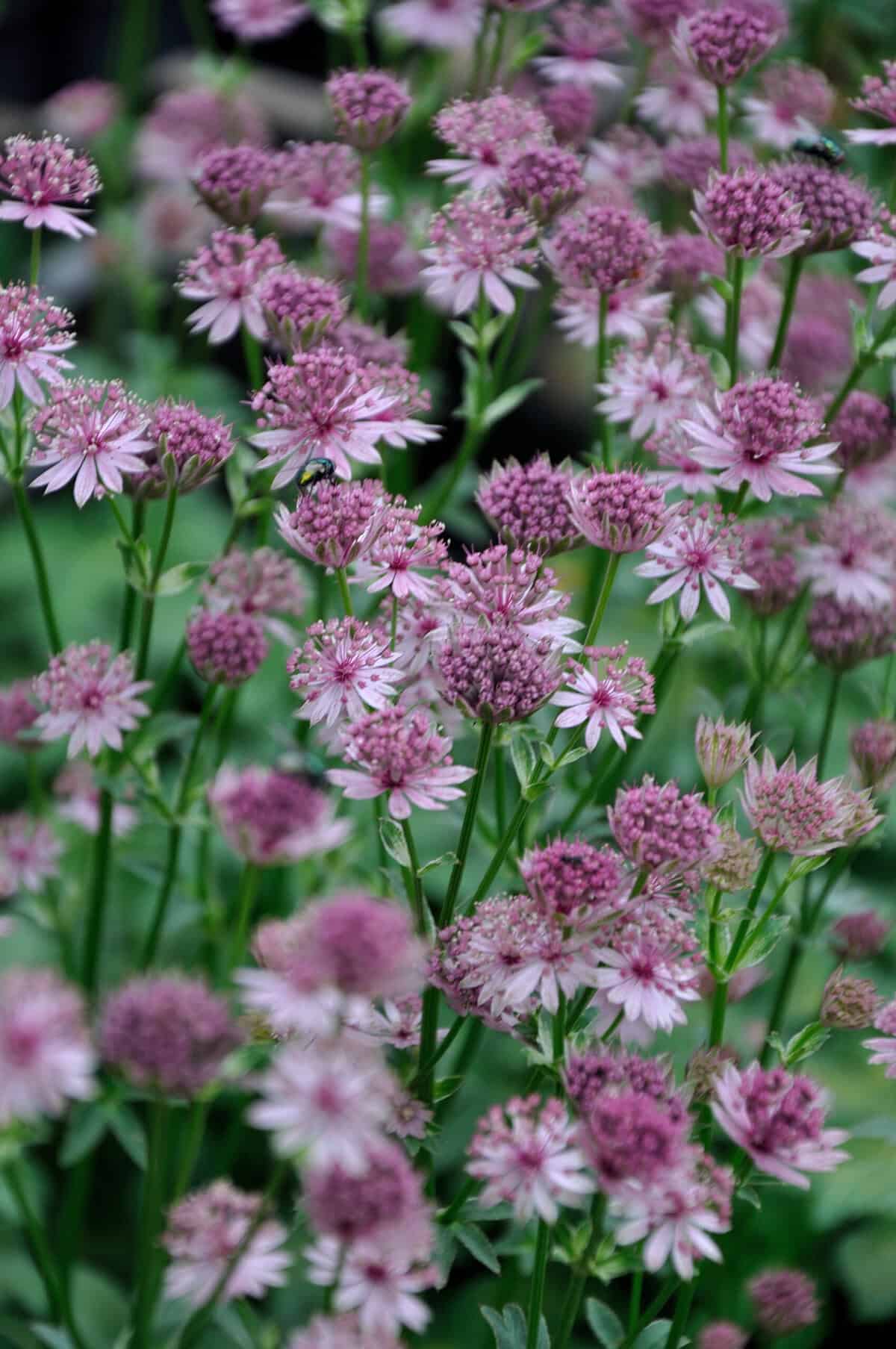 Astrantia major 'Roma'