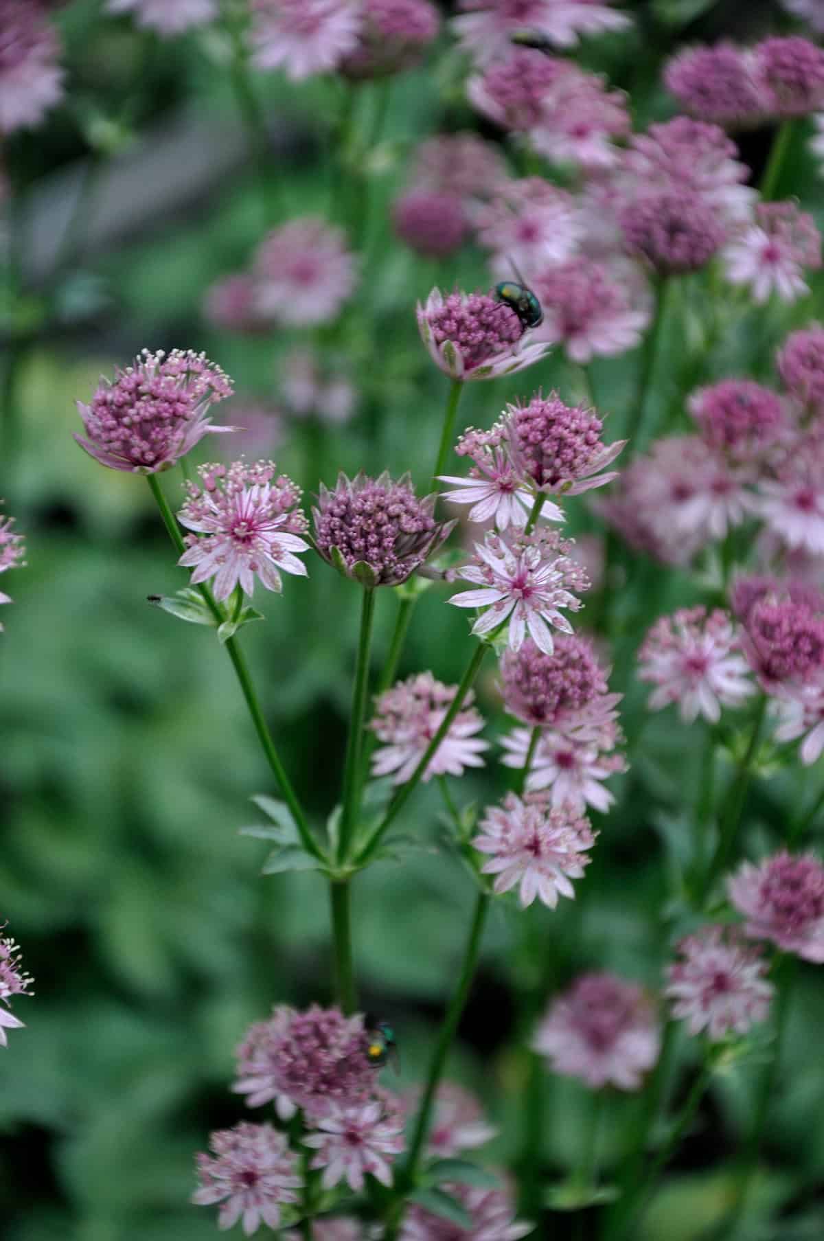 Astrantia major 'Roma'