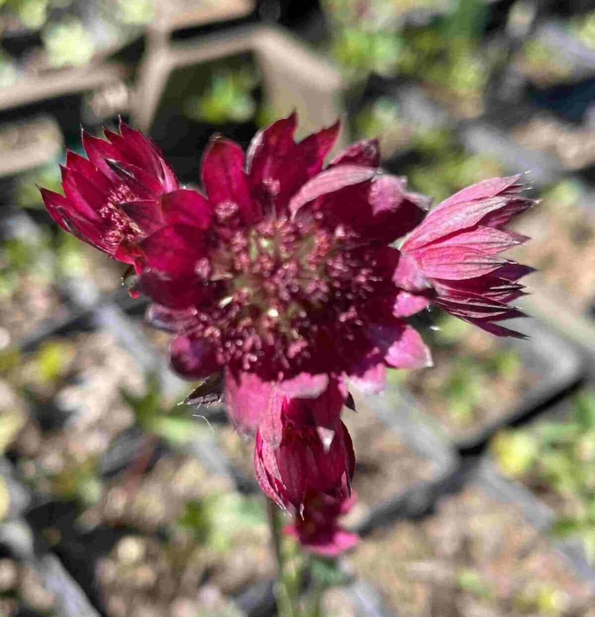 Dieprode bloei van Astrantia major ‘Ruby Wedding’