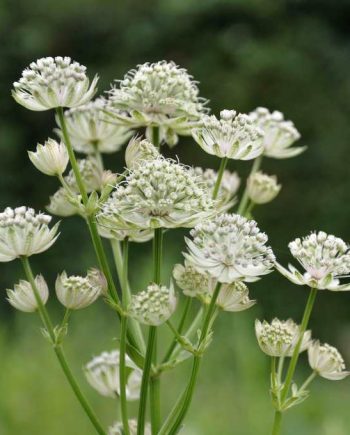 Witte rafelige bloei van Astrantia major ‘Shaggy’