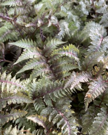 Athyrium niponicum Burgundy Lace met zilvergrijs en bordeauxrood varenblad