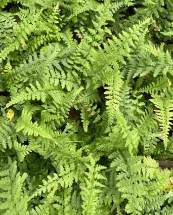 Athyrium filix-femina 'Victoriae'