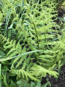 Athyrium filix-femina
