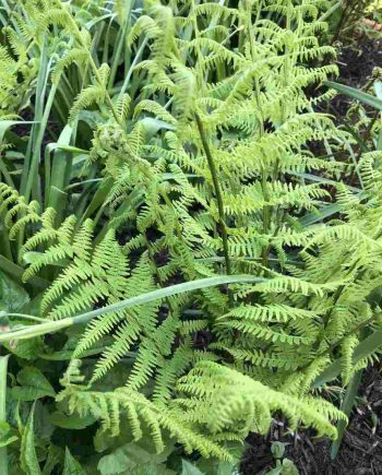 Fijn geveerd blad van Athyrium filix-femina
