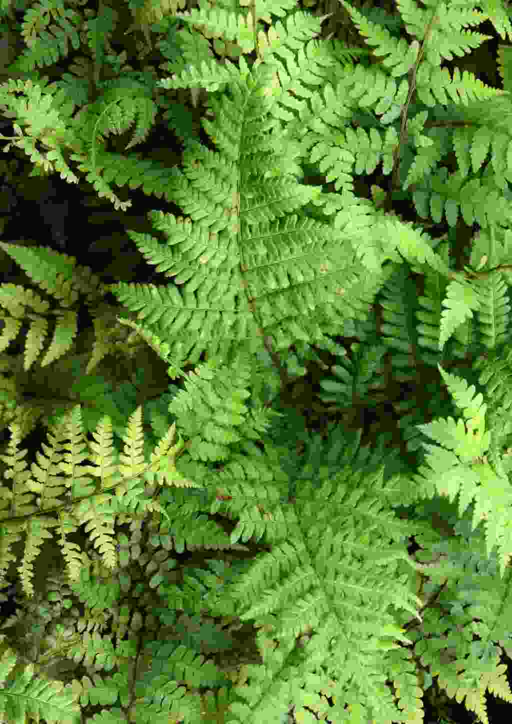 Fijn geveerd blad van Athyrium vidalii