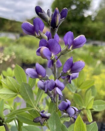 Baptisia Blueberry Sunday met violetblauwe bloemen op donkere stelen