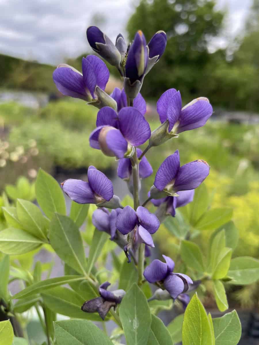 Baptisia Blueberry Sunday met violetblauwe bloemen op donkere stelen