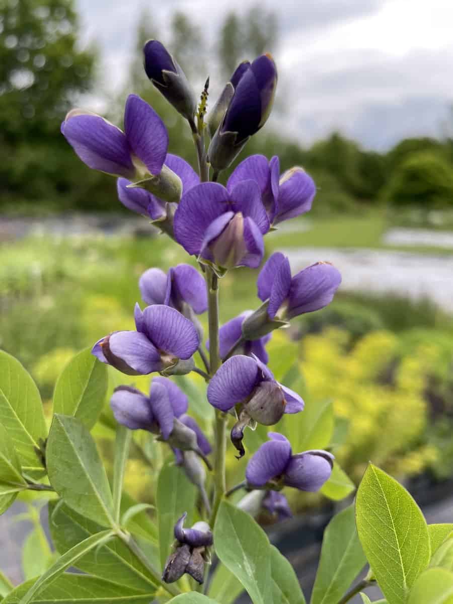 Detail van violetblauwe bloemen van Baptisia Blueberry Sunday