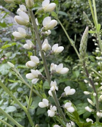 Baptisia leucantha met witte bloemtrossen op donkere stelen