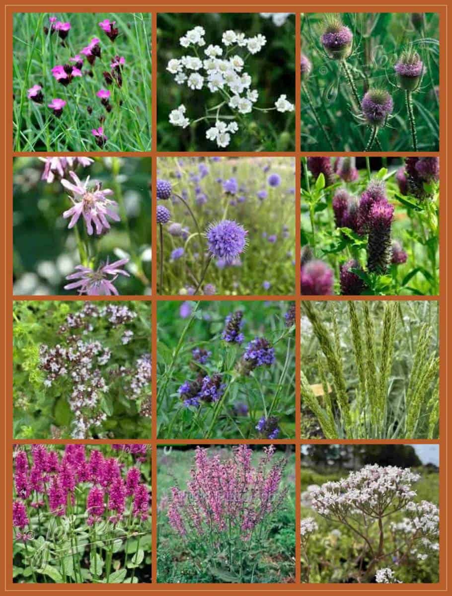 Moodboard met inheemse vaste planten uit borderpakket Blauwe Knoop voor de zon, waaronder blauwe knoop, kartuizer anjer en veldsalie.