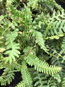 Blechnum spicant