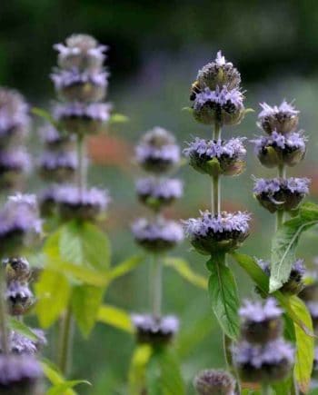Blephilia ciliata vaste plant met lila bloei in natuurlijke border