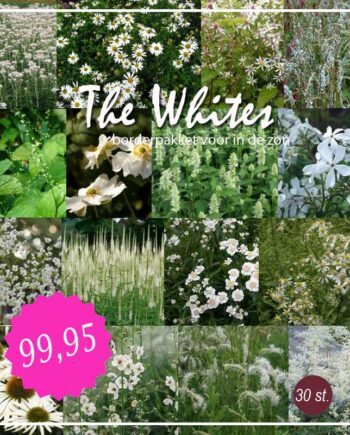 Borderpakket The Whites met 30 vaste planten voor 4 m²
