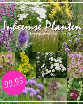 1. Diverse zomerborders met kleurrijke en geurige tuinplanten voor elke tuin.