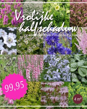 Lavendel, anemomen en andere schaduwplanten voor in de halfschaduw.