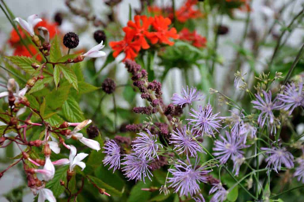 vaas met bloemen uit Borderpakket: Momenten halverwege juni van Plantwerk