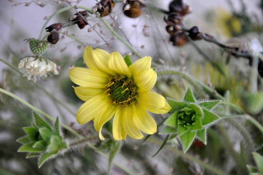 Vaas met bloemen in Borderpakket: Momenten in augustus van Plantwerk