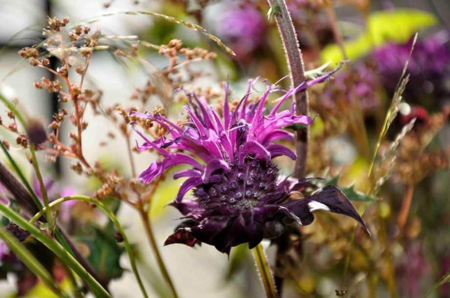 Vaas met bloemen in Borderpakket: Momenten in juli van Plantwerk