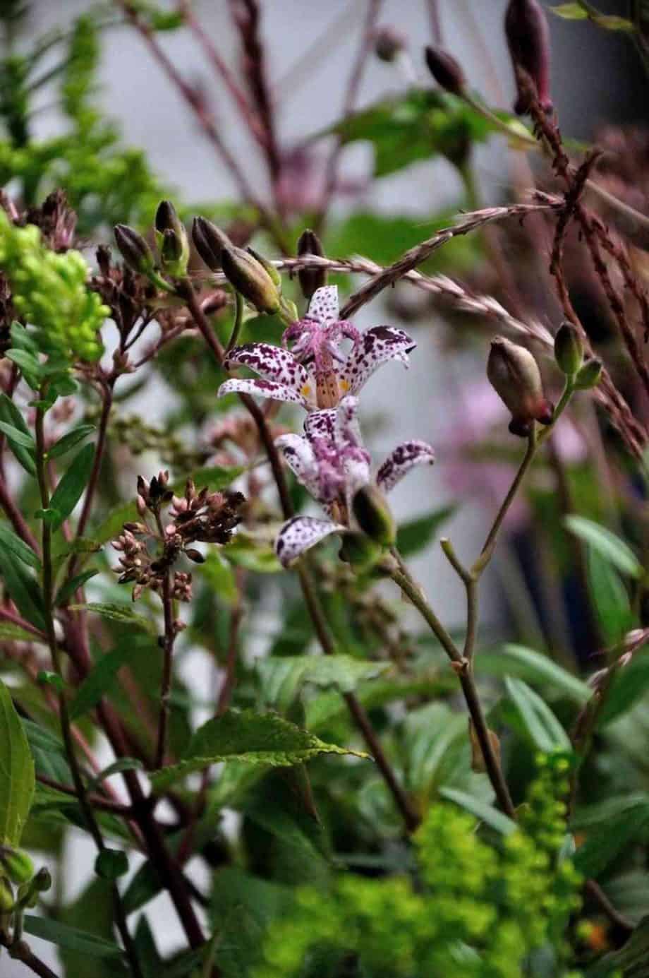 Vaas met bloemen in Borderpakket: Momenten in september van Plantwerk