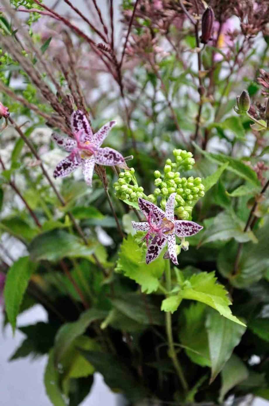 Vaas met bloemen in Borderpakket: Momenten in september van Plantwerk