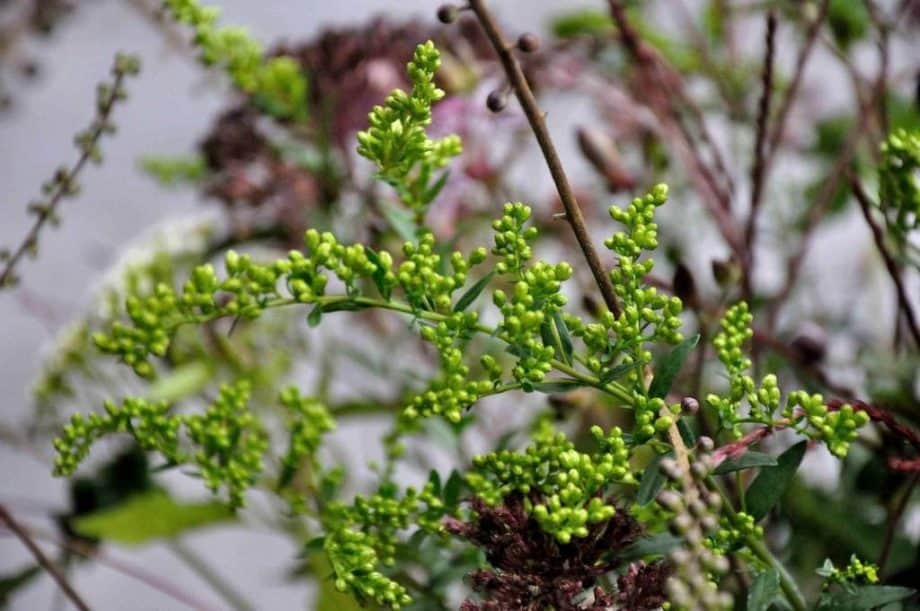 Vaas met bloemen in Borderpakket: Momenten in september van Plantwerk