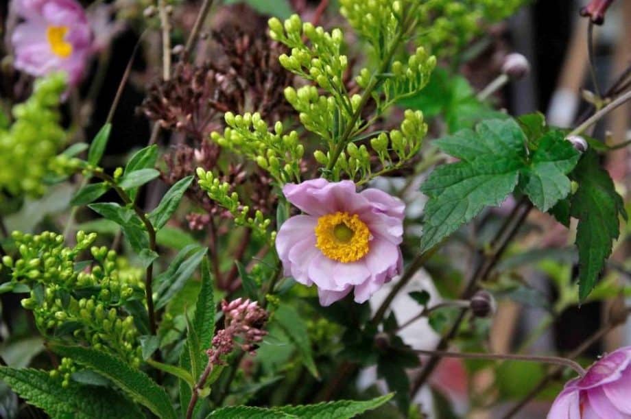 Vaas met bloemen in Borderpakket: Momenten in september van Plantwerk