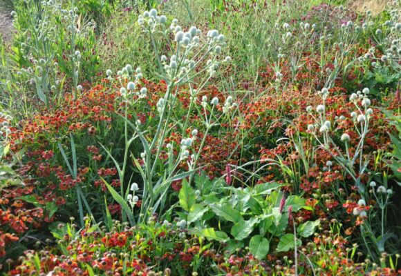Borderpakketten Kleurrijk borderpakket met bloemen en groen, diverse planten en bloemen in volle bloei.