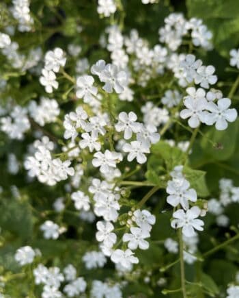 Brunnera macrophylla Betty Bowring met groene bladeren en witte bloemen