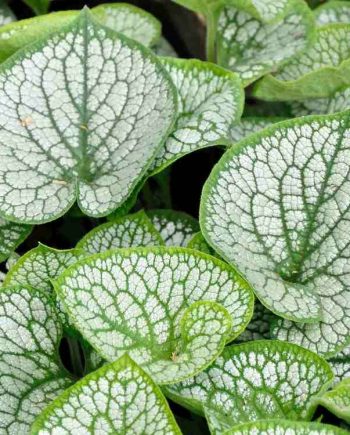 Brunnera macrophylla Sea Heart vaste plant met zilverkleurig blad