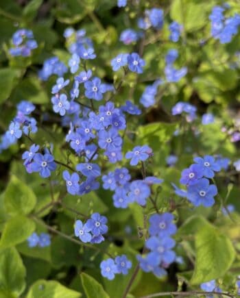 Brunnera macrophylla met groene bladeren en kleine blauwe bloemen