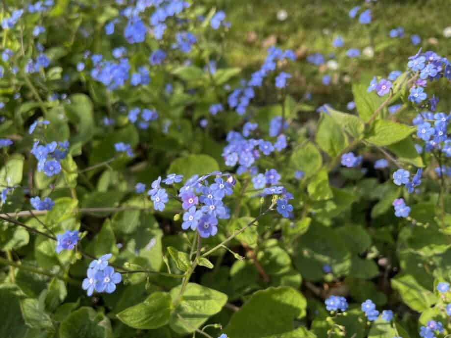 Detail van blauwe bloemen van Brunnera macrophylla