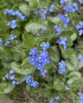 Brunnera macrophylla Jack Frost met zilverkleurig blad en blauwe bloemen