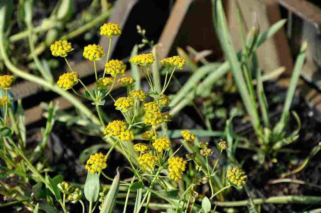 Geelgroene schermbloei van Bupleurum falcatum