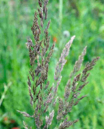 Opgaande bloei van Calamagrostis acutiflora ‘Overdam’