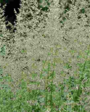 Calamagrostis acutiflora 'Waldenbuch'
