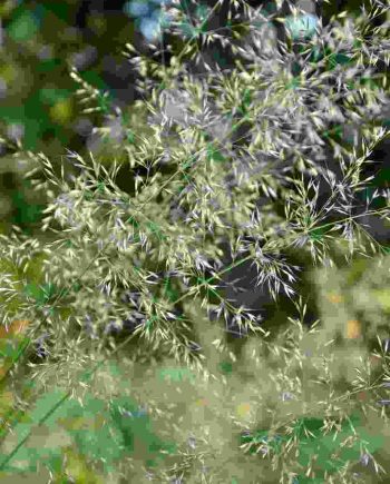 Calamagrostis arundinacea (syn deyebexia pyramidalis)