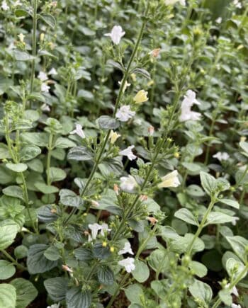 Calamintha nepeta 'Marvelette White' met talloze witte bloemen in volle zomerbloei.