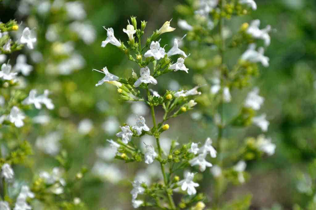 Calamintha nepeta White Cloud vaste plant met witte bloei