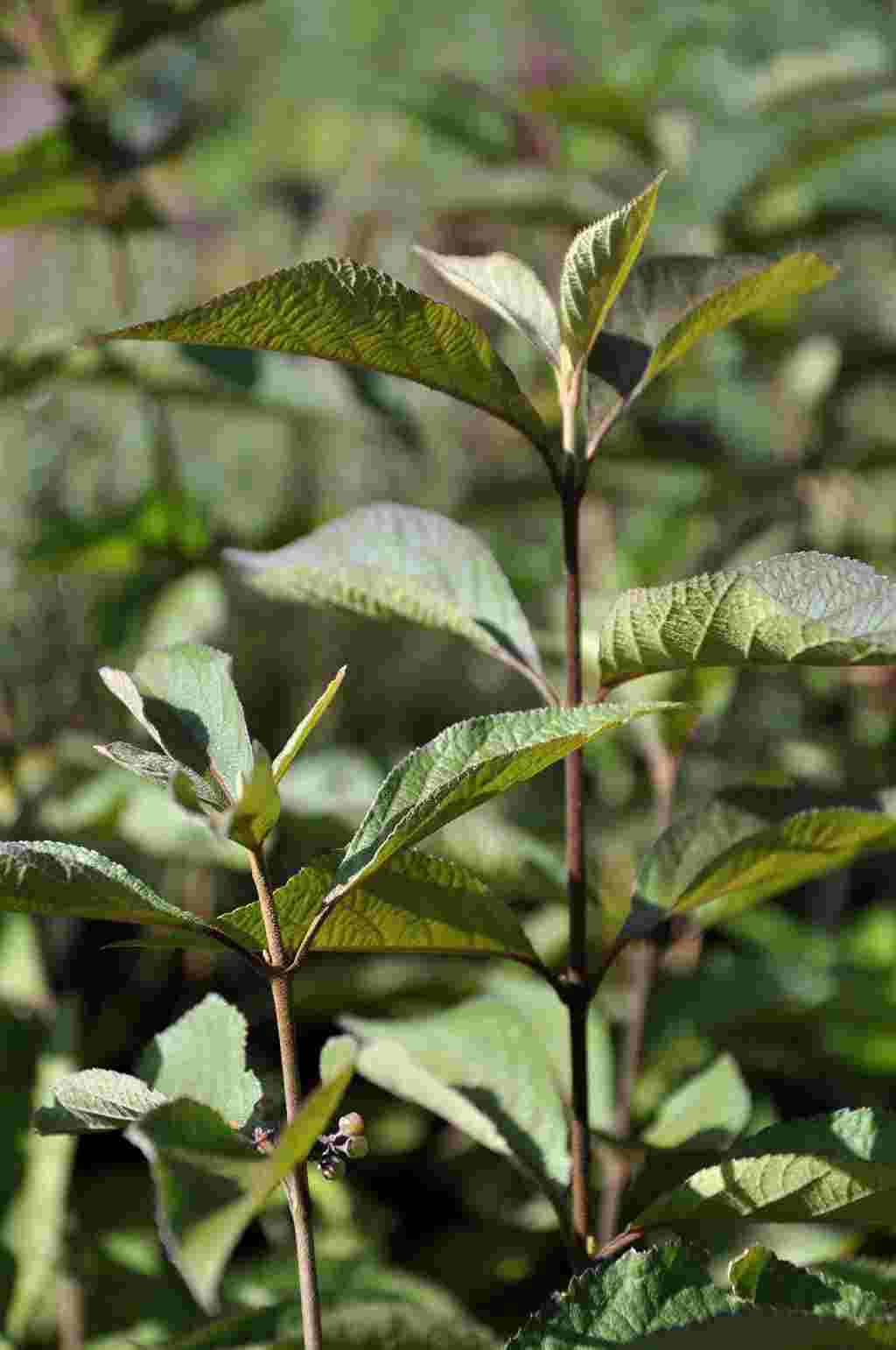 Callicarpa bodinieri 'Profusion'