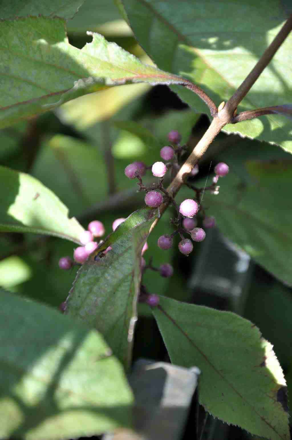 Callicarpa bodinieri 'Profusion'
