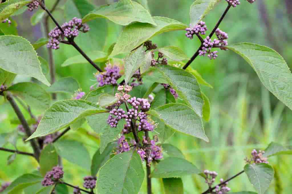 Callicarpa bodinieri 'Profusion'