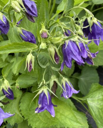 Campanula 'Kent Belle' met hangende violetblauwe klokbloemen in volle bloei.