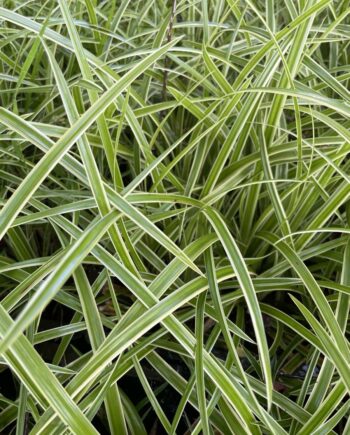 Carex morrowii 'Ice Dance' met bont groen-wit blad in een compacte pollen.