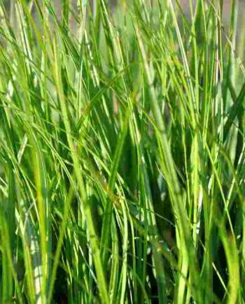Voorjaarsbloei van Carex muskingumensis ‘Silberstreif’