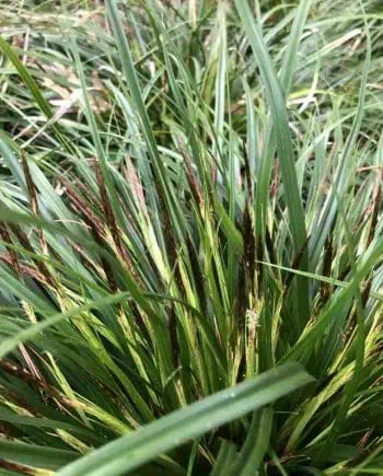 Donkergroen blad van Carex oshimensis ‘JS Greenwell’