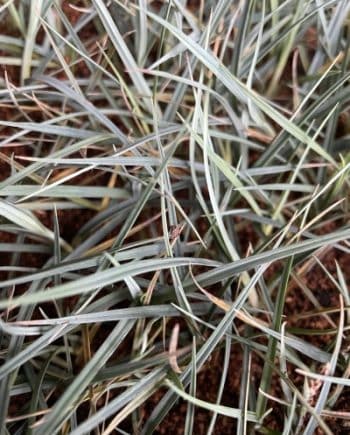 Carex panicea 'Pamira' in schaduw