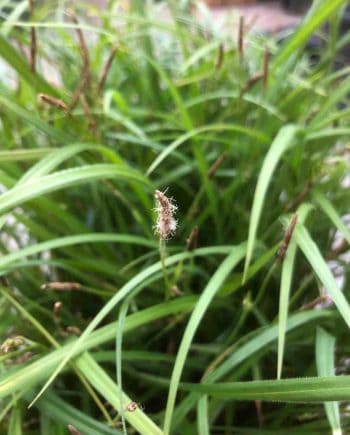 Frisgroen blad van Carex pilosa ‘Kopenhagen Select’
