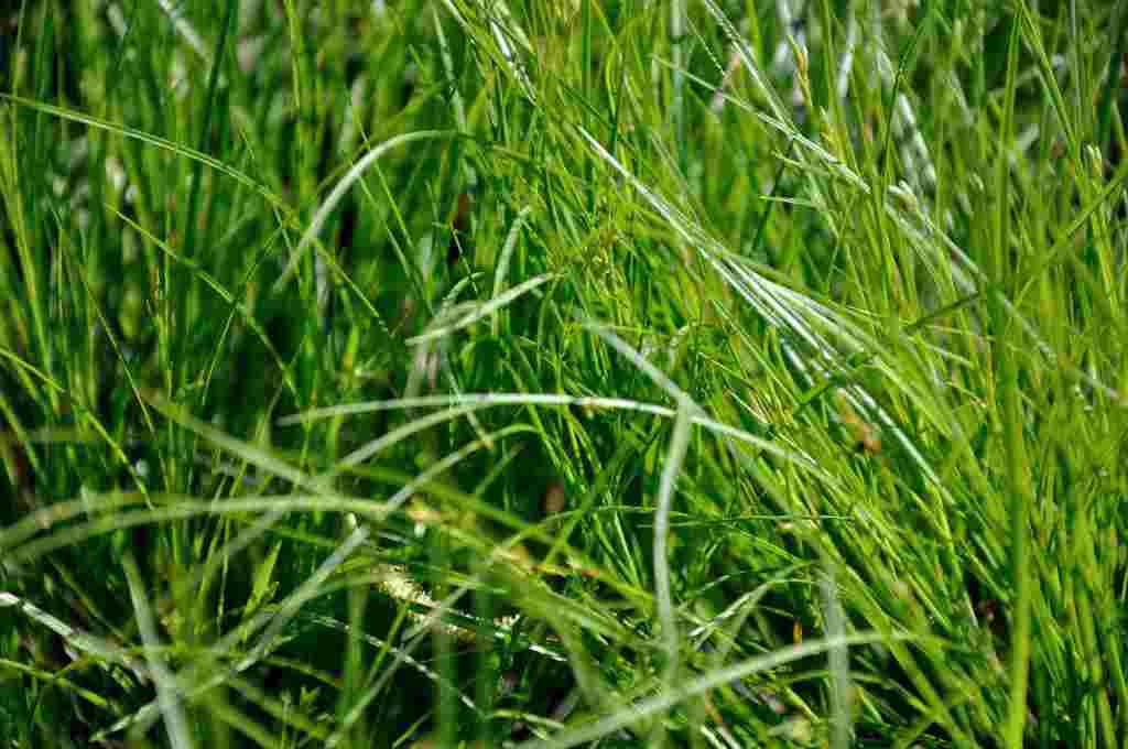 Frisgroen blad van Carex remota