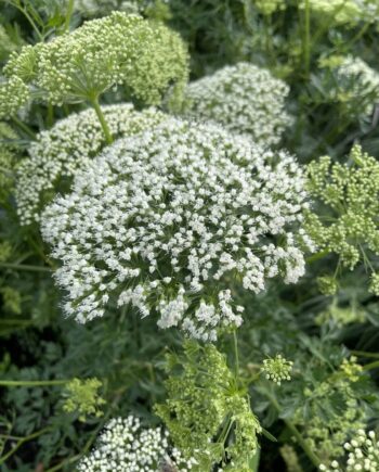 Cenolophium denudatum met rijk bloeiende witte bloemschermen in natuurlijke border
