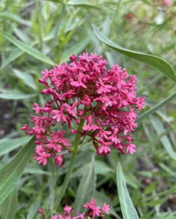 Diep roze bloeiende schermen van Centranthus ruber ‘Rosenrot’